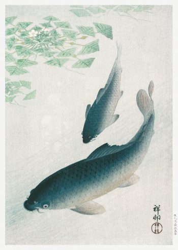 Carp or Koi