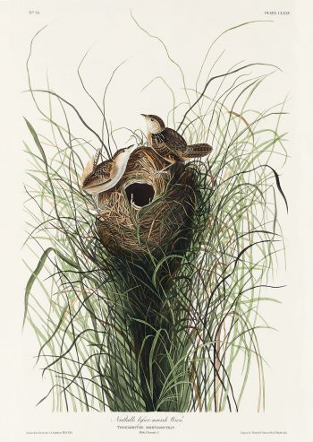 Nuttall's lesser-marsh Wren