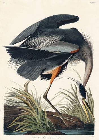 Great blue Heron