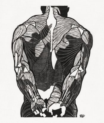 Anatomical study of a man's back muscles