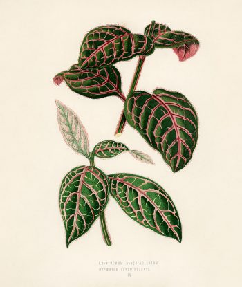 Eranthemum Sanguinolentum