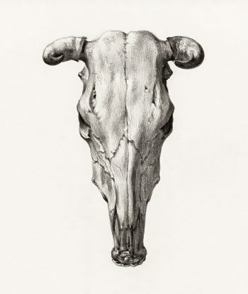 Skull of a cow 1