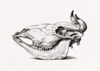 Skull of a cow 2
