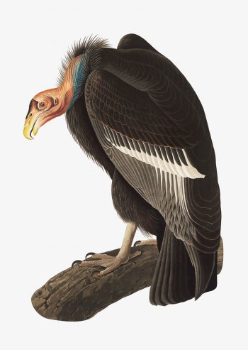 Californian Vulture